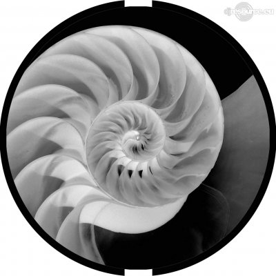 Our MEMBERS can Enlarge : Nautilus Spiral nr.1